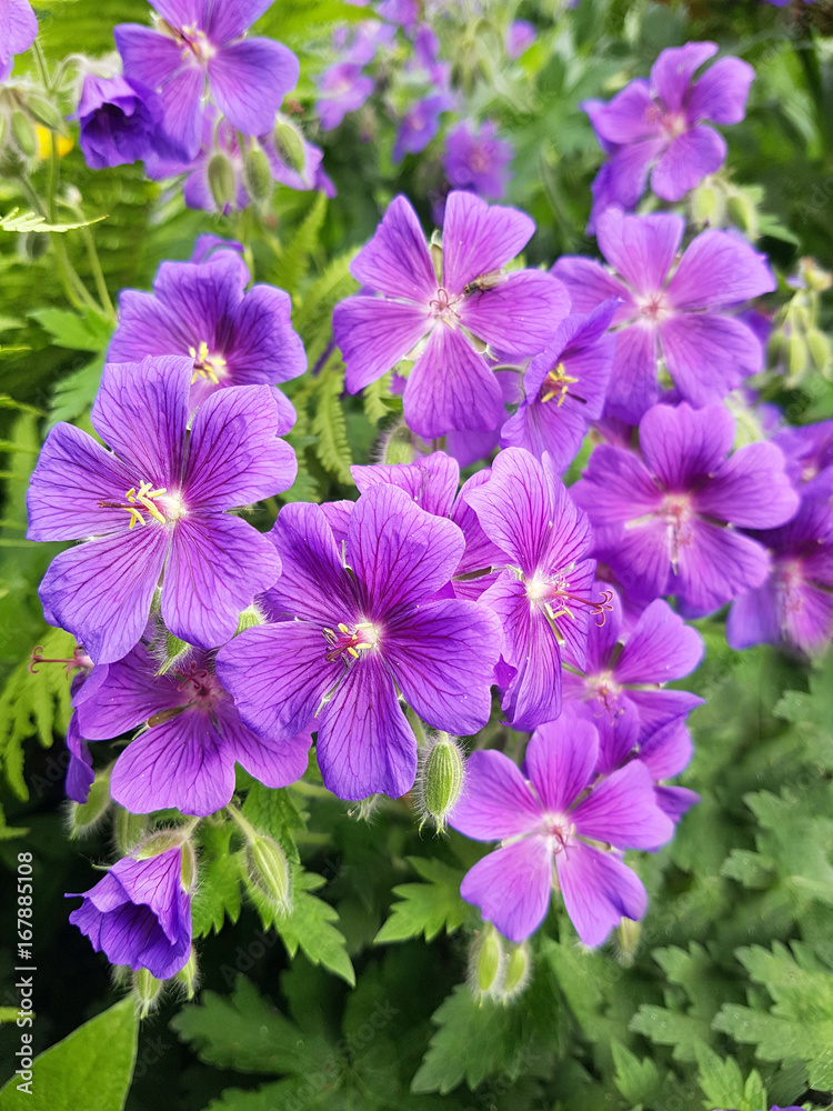 Cranesbill; Geranium; magnificum Cranesbill; Geranium; magnificum