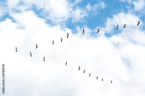 Pelicans flying. Formation of pelicans flying for food