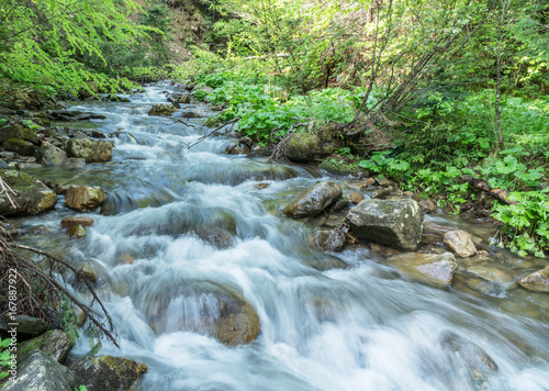 Mountain stream. Summer landscape in forest.