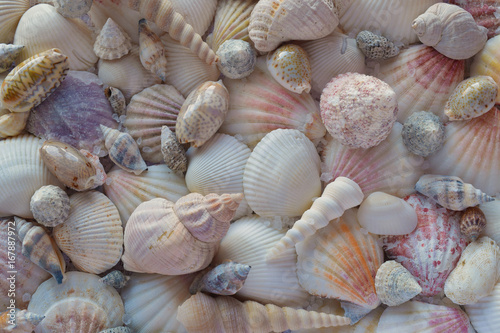 Sea shells background