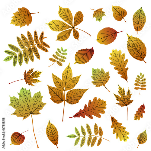 Collection of autumn colorful leaf silhouettes on white background.
