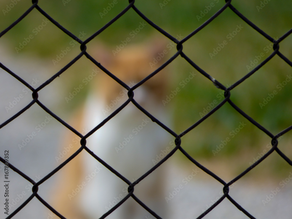 Fototapeta premium cat?