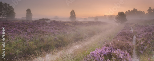 Path through blooming heather at sunrise