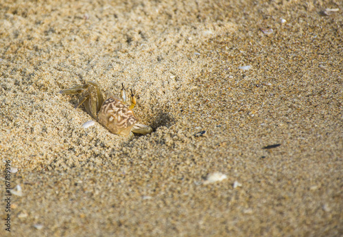 Sand Crab 