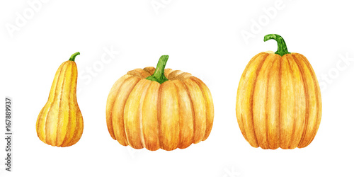 Orange Pumpkin. Watercolor illustration. Autumn harvest plant. Halloween symbol