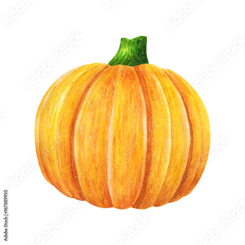 Orange Pumpkin. Watercolor illustration. Autumn harvest plant. Halloween symbol
