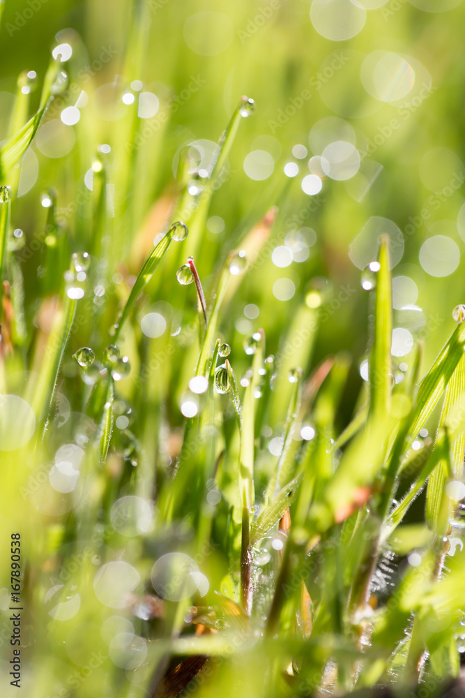 Fototapeta premium Green grass in the dew on the nature