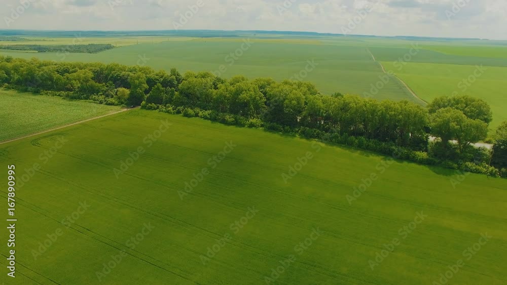 Amazing aerial view of wheatfields and meadow in 4K Amazing aerial view of wheatfields and meadow in 4K