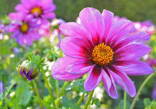 Fototapeta Naklejka Na Ścianę i Meble -  Dahlia