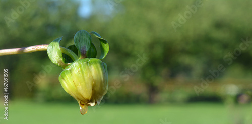 Fototapeta Naklejka Na Ścianę i Meble -  Bourgeon, dahlia