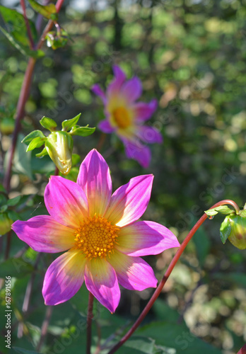 Fototapeta Naklejka Na Ścianę i Meble -  Dahlia