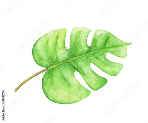 Green monstera leaf. Tropical plant. Hand painted watercolor illustration isolated on white background.