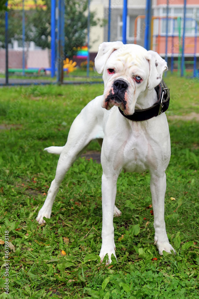 White boxer dog with eyes of different color in a park.