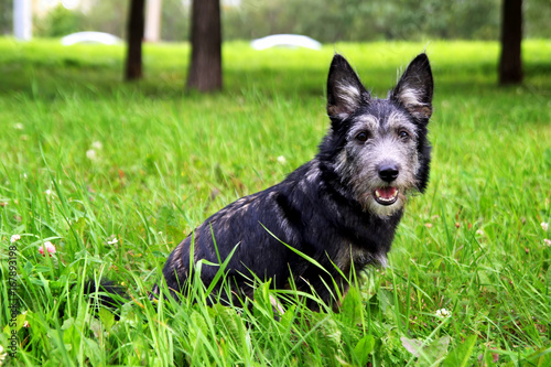 Little shaggy puppy is sitting on a grass in a park.