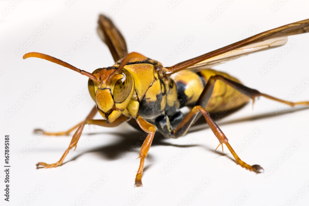 Naklejka premium Close up of a Paper Wasp of the genus Polistes family Vespidae, against a white background in Taiwan.