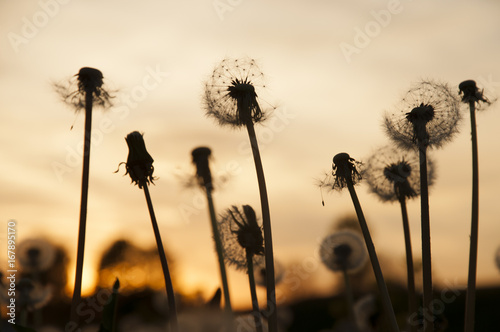 Silhouettes of dandelions on background of a sunset  close-up.