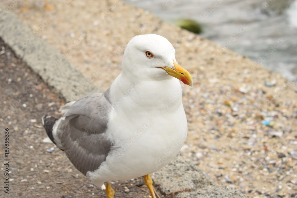 seagull