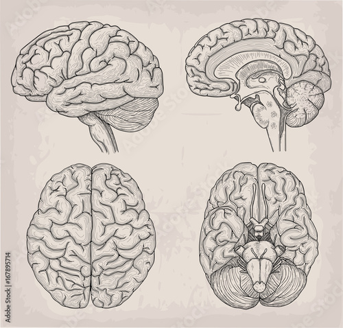 Anatomical Brain human illustration. Medicine, Vector illustration poster. Anatomical high detailed. Medical study front back top view side sign info graphics banner