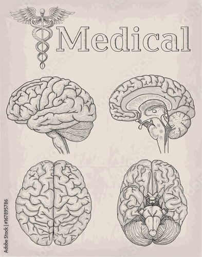 Anatomical Brain organ illustration. Medicine, Vector illustration poster. Anatomical high detailed tattoo art. Medical study cadeus sign info graphics banner