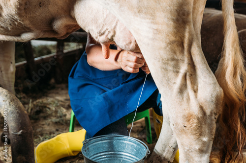Vászonkép farmer milking cow