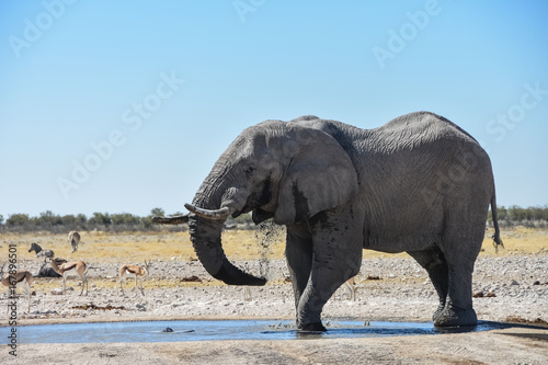 Male Elephant at Etosha national park