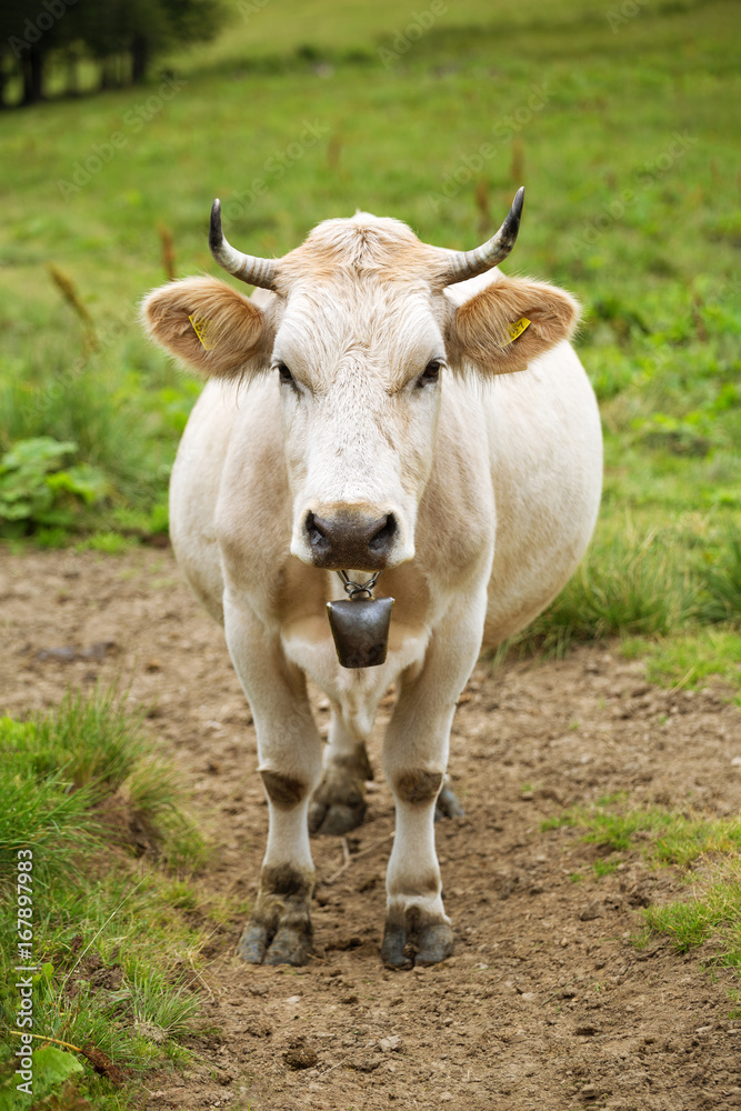 Portrait of a cute cow on a mountain meadow