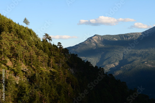 pinus sylvestris in aosta valley - italy photo