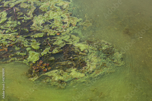 Green algae in water. Water pollution. Ecological problem
