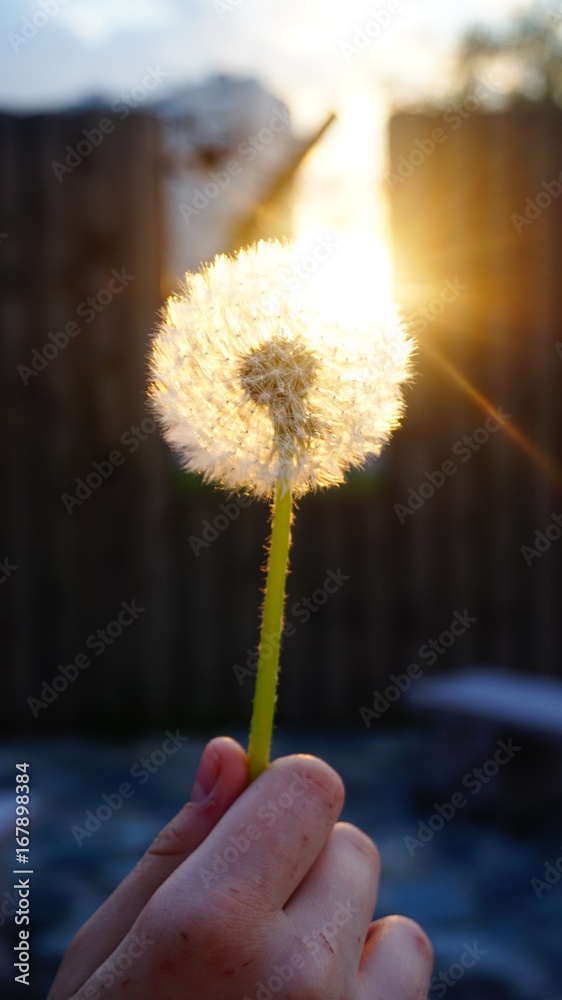 Fototapeta premium Dandelion