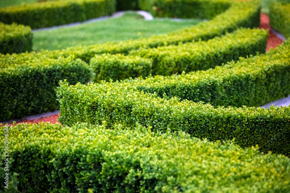Green bushes labyrinth, landscape gardening design Green bushes labyrinth, landscape gardening design