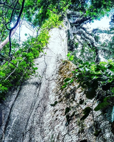Mammutbaum in Ecuador
