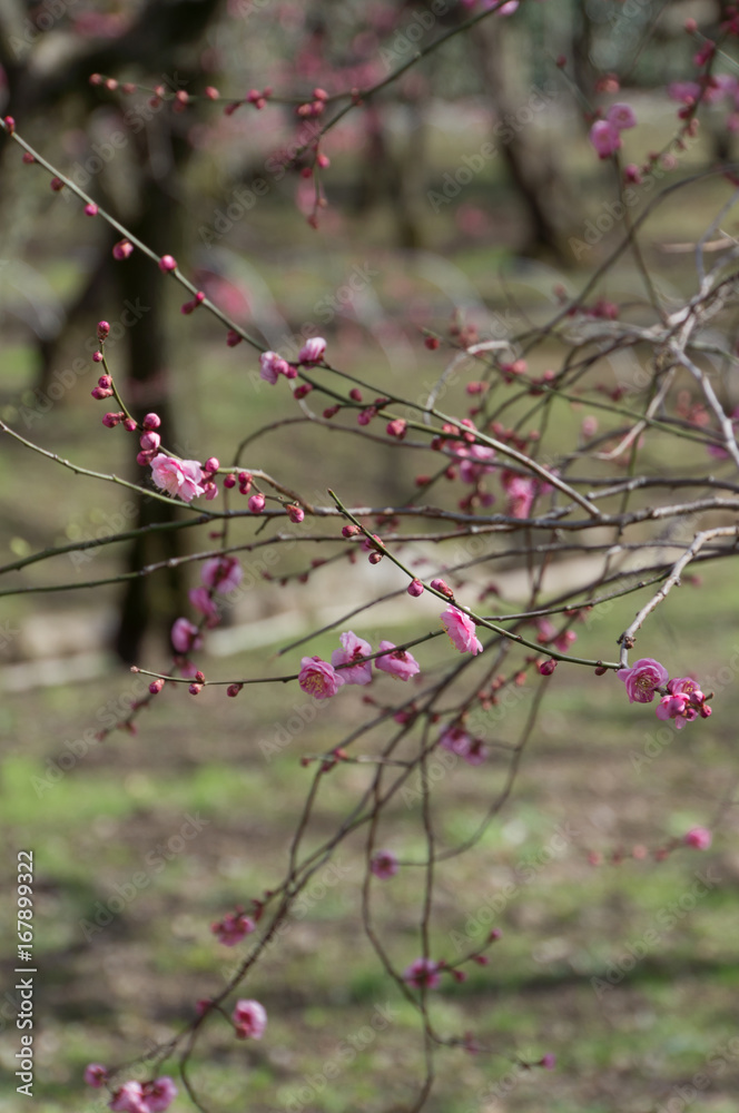 Spring plum blossom in shrine,Japan. Spring plum blossom in shrine,Japan.