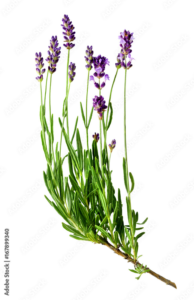Obraz premium Fresh lavender sprig with violet flowers isolated on a white background. Design element for product label, catalog print, web use.