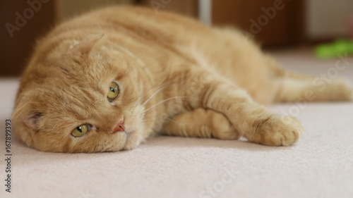 Fototapeta Naklejka Na Ścianę i Meble -  寝る猫