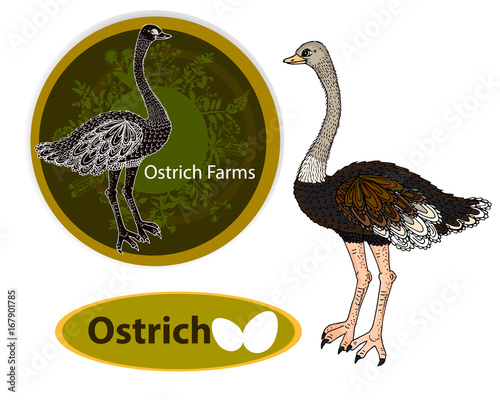 Vector logo illustration ostrich. Butcher Shop label design with Ostrich bird. 