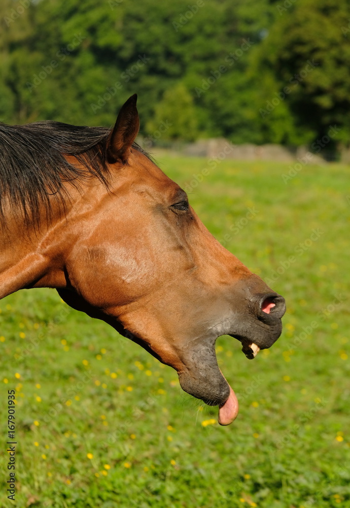 lachendes Pferd Stock-Foto | Adobe Stock