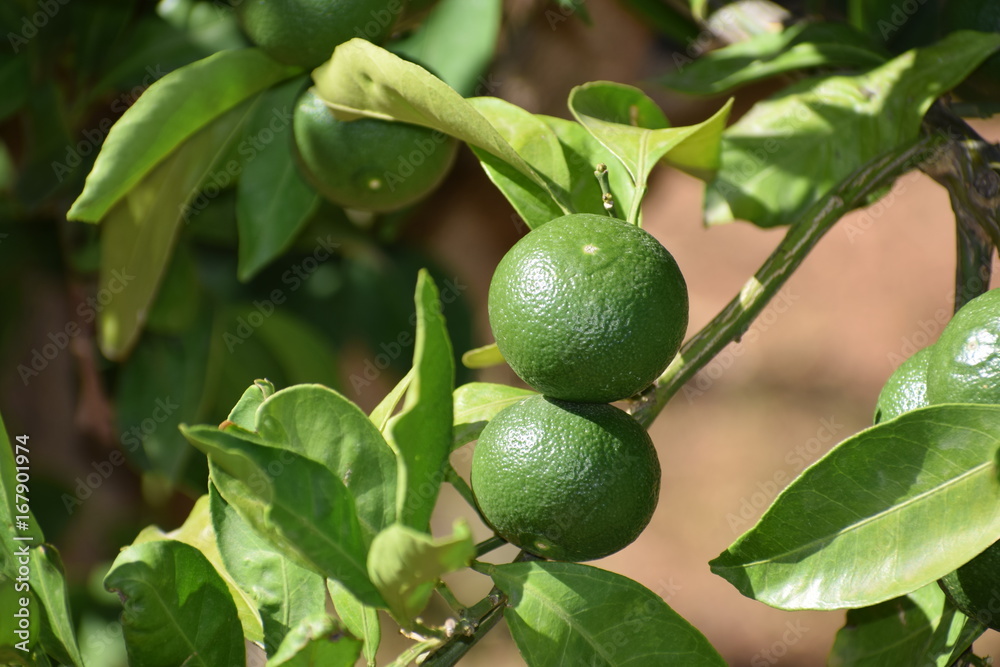 lime lime