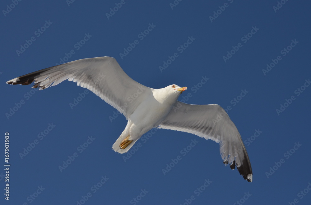 seagull seagull