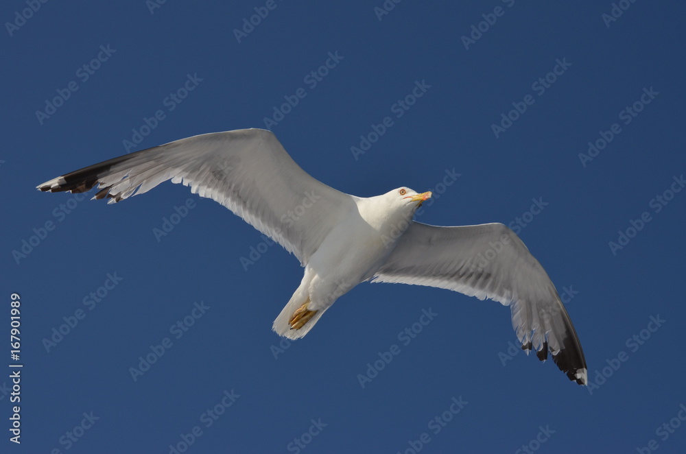 Obraz premium seagull