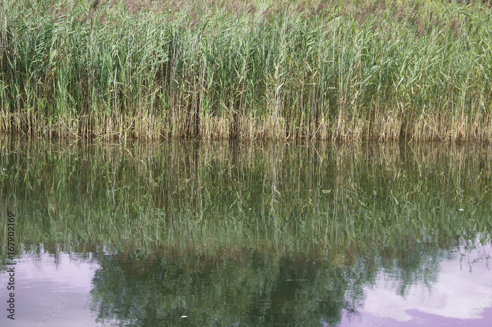 Reed bed reflected on still lake Reed bed reflected on still lake