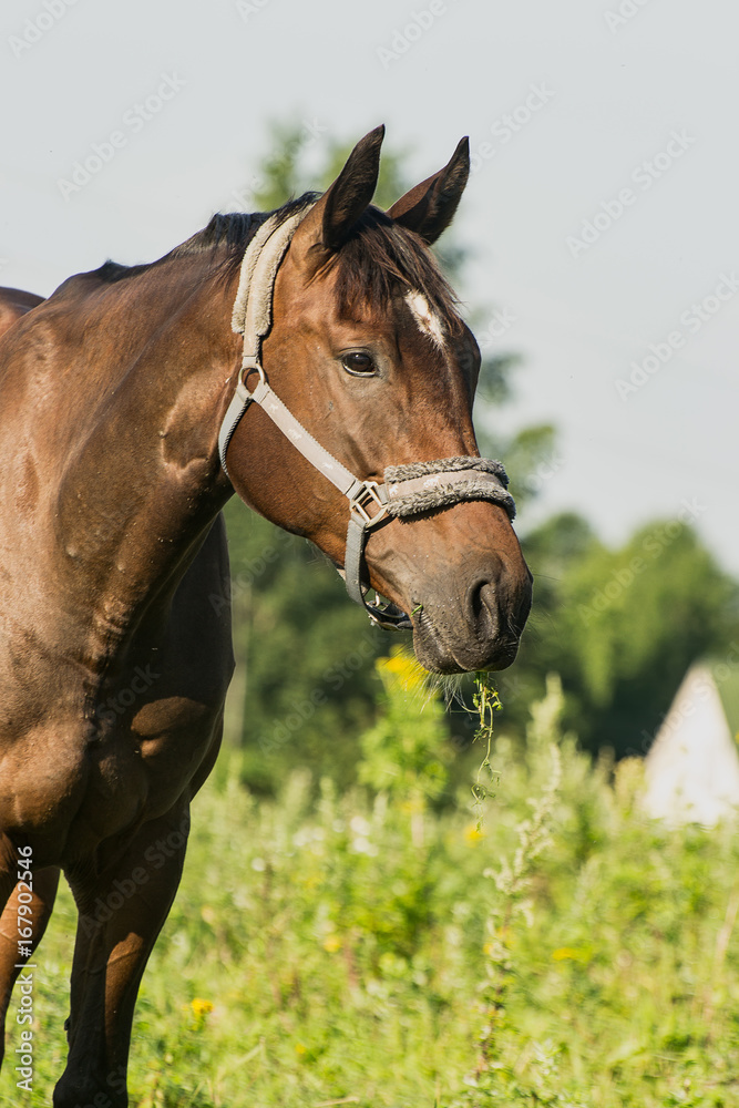 Obraz premium Horse on open pasture.
