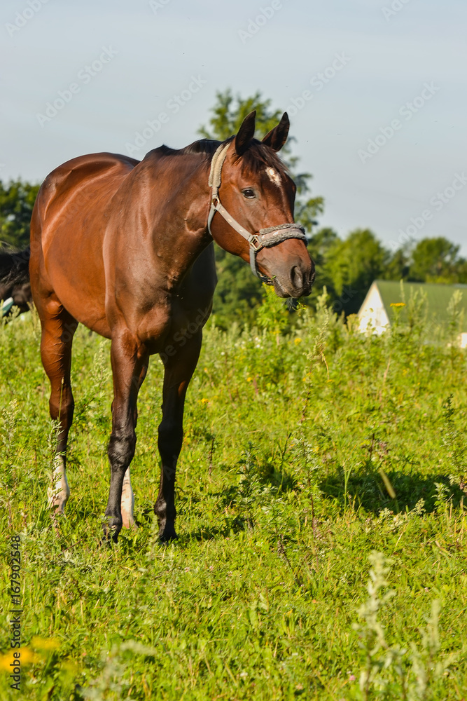 Horse on open pasture. Horse on open pasture.