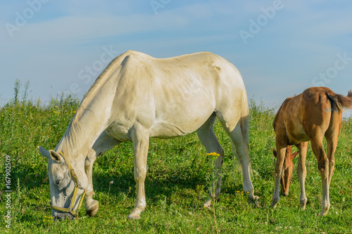 Horse on open pasture. © zoya54