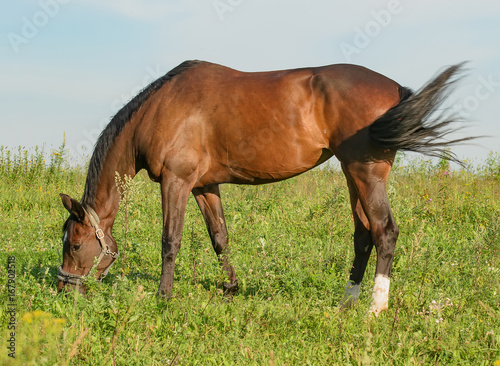 Horse on open pasture.
