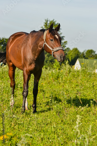 Horse on open pasture. © zoya54
