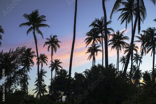 palmiers avec coucher de soleil © Fly_and_Dive