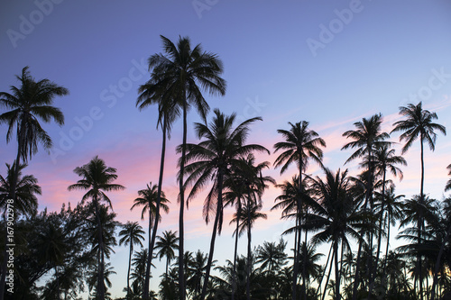 palmiers avec coucher de soleil
