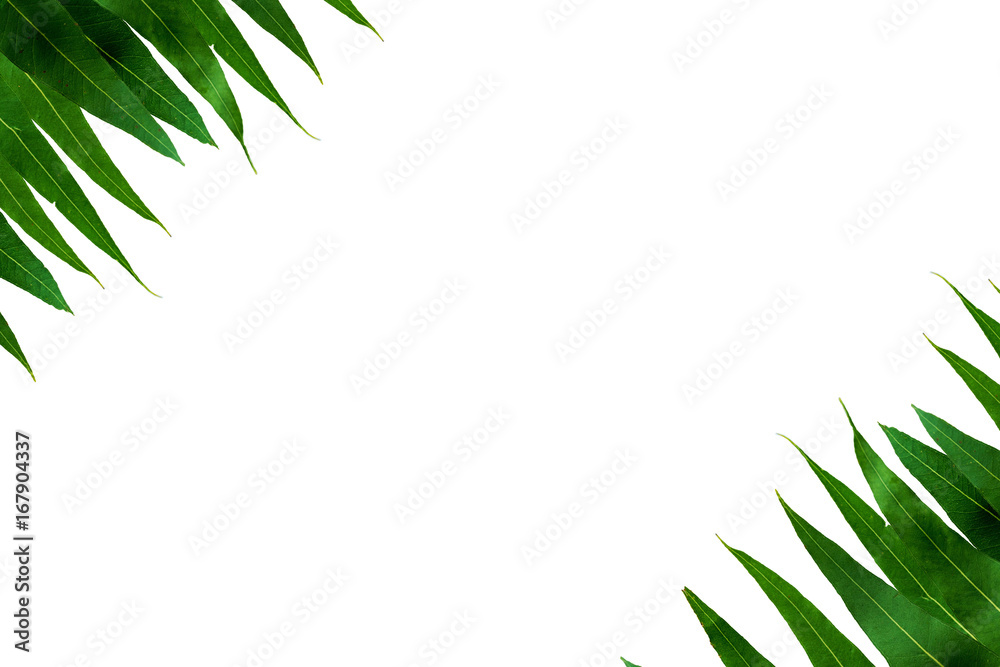 leaf textur background leaf textur background