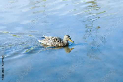 The duck swims along the blue water photo