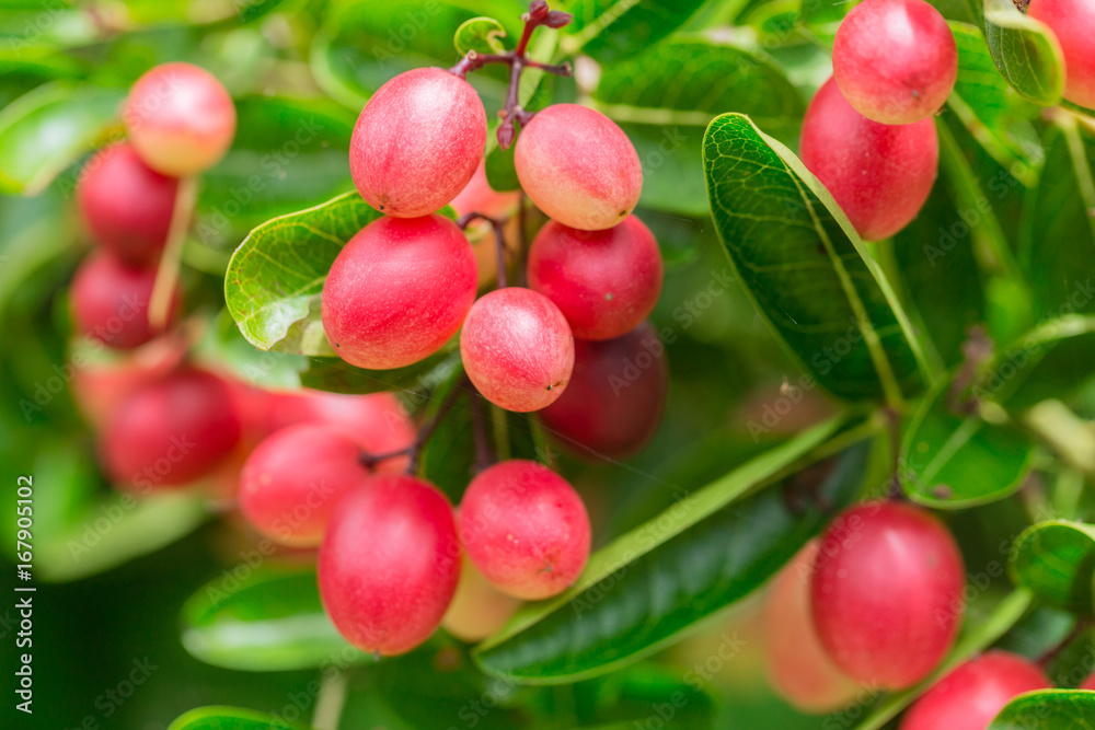 Bengal Currants Carissa carandas fresh ripe on the tree Bengal Currants Carissa carandas fresh ripe on the tree